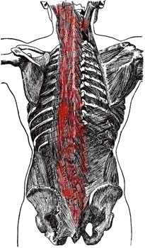 Back Muscle Anatomy