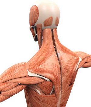 Trapezius Muscle Anatomy